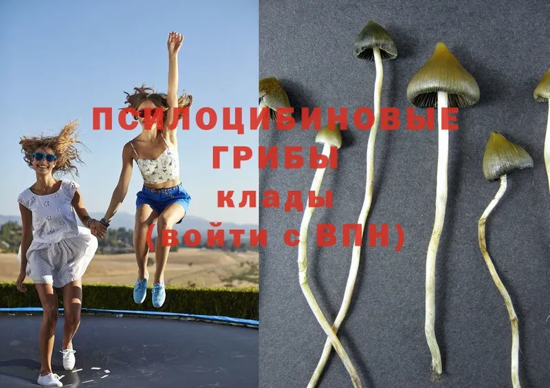 Псилоцибиновые грибы Psilocybe  это наркотические препараты  Венёв  купить наркоту 