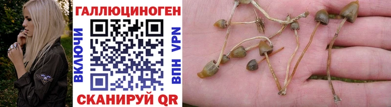 хочу наркоту  hydra рабочий сайт  Псилоцибиновые грибы Cubensis  Венёв 